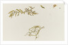 Seaweed and a crab by William Lionel Wyllie