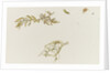 Seaweed and a crab by William Lionel Wyllie