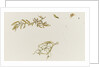 Seaweed and a crab by William Lionel Wyllie