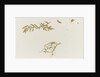 Seaweed and a crab by William Lionel Wyllie