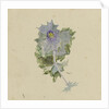 Blue flower with mauve centre, possibly sea holly by William Lionel Wyllie