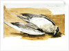 Richardson's skua from Axel's Island, Spitsbergen by William Lionel Wyllie