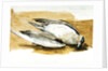 Richardson's skua from Axel's Island, Spitsbergen by William Lionel Wyllie