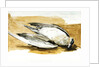 Richardson's skua from Axel's Island, Spitsbergen by William Lionel Wyllie