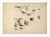 Seabirds standing in water and in flight by William Lionel Wyllie