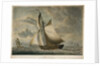 A cutter chasing by Robert Dodd