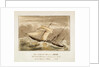 The H.E.I. Cos: Steamer Pluto John Tudor, Lieutenant Commander, R.N on her Voyage to China, 1842 by unknown
