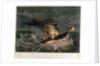 Destruction of the mail steamer 'Amazon' by Read & Co