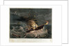 Destruction of the mail steamer 'Amazon' by Read & Co