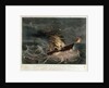 Destruction of the mail steamer 'Amazon' by Read & Co