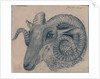 Study of the head of a ram by Edward William Cooke