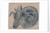 Study of the head of a ram by Edward William Cooke