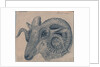 Study of the head of a ram by Edward William Cooke