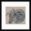 Study of the head of a ram by Edward William Cooke