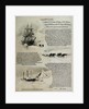 Terra Nova' in the ice with men and supplies by William Lionel Wyllie