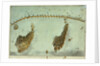 Plan of the attack by Lord Nelson, on the combined fleet, 21 October 1805 by Robert Dodd