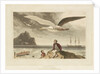 Albatross by Thomas Daniell