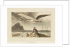 Albatross by Thomas Daniell