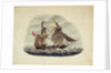 HM Sloop 'Sparrowhawk' by William Smyth