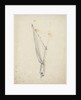 Gaff of sail by Willem Van de Velde the Younger