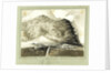 Tristan da Cunha South Atlantic by C. W. Browne
