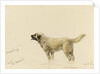 'Mendip' Megs St Bernard dog by John Brett