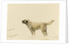'Mendip' Megs St Bernard dog by John Brett