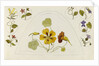 Designs with nasturtiums and other flowers by Rosa Brett