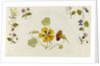 Designs with nasturtiums and other flowers by Rosa Brett