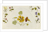 Designs with nasturtiums and other flowers by Rosa Brett