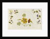 Designs with nasturtiums and other flowers by Rosa Brett