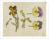Study of flowers - pansy, wallflower by Rosa Brett