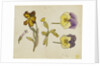 Study of flowers - pansy, wallflower by Rosa Brett