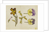 Study of flowers - pansy, wallflower by Rosa Brett