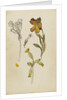 Study of flowers - wallflower and cowslip by Rosa Brett