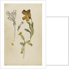 Study of flowers - wallflower and cowslip by Rosa Brett