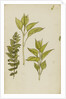 Study of leaves by Rosa Brett