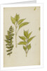 Study of leaves by Rosa Brett