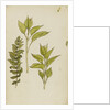 Study of leaves by Rosa Brett