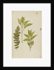 Study of leaves by Rosa Brett
