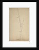 A study of two furled sails by Willem Van de Velde the Younger