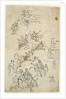 Drawing for the west wall of the Painted Hall by James Thornhill