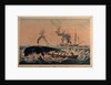South Sea whale fishery by Ambroise Louis Garneray