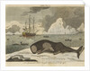 The spermwhale brought to Greenland dock by unknown