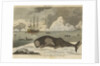 The spermwhale brought to Greenland dock by unknown
