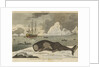 The spermwhale brought to Greenland dock by unknown