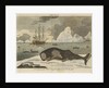 The spermwhale brought to Greenland dock by unknown