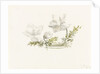 Study of a flower arrangement - possibly Christmas roses by Margaret Louisa Herschel
