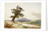 View of a tree near a river with cattle drinking and purple hill beyond by John Frederick William Herschel