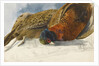 Study of a brace of pheasants by Matilda Rose Herschel